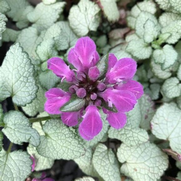 Lamium Maculatum -Looking for this and sm. pk of other flowers for garden - Picture 1 of 2